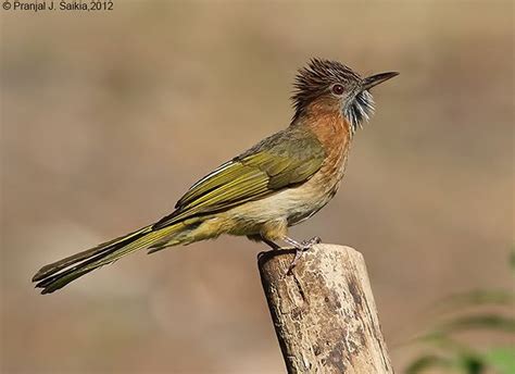 Mountain Bulbul Alchetron The Free Social Encyclopedia