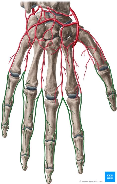 Anatomical Snuffbox: Borders, contents and anatomy | Kenhub