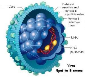 Epatite B Trasmissione Forme Sintomi Diagnosi Terapia Prevenzione