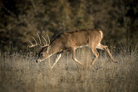 Whitetail Rut Deer Hunting Guide With HuntStand Pro Whitetail HuntStand