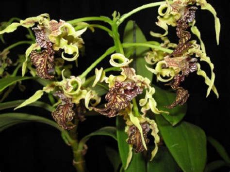 Las 3 orquídeas más raras del mundo Las Orquideas