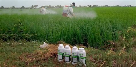 Formas de aplicación de fertilizantes Colombia Verde