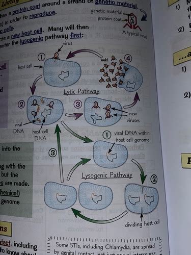 GCSE Biology HEALTH AND DISEASE Flashcards Quizlet