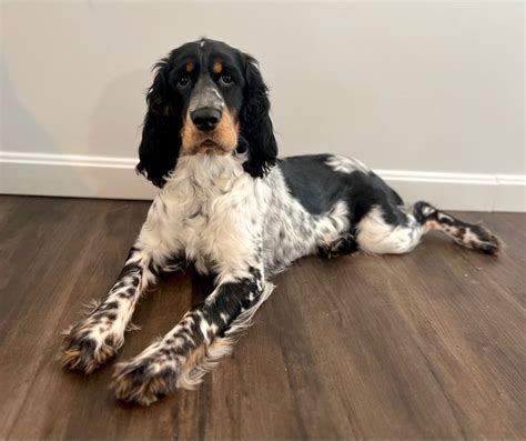 Pin By C S Farms NH On English Springer Spaniel In 2023 English