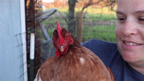 Watch This Before Buying Chickens 10 Helpful Tips For New Chicken