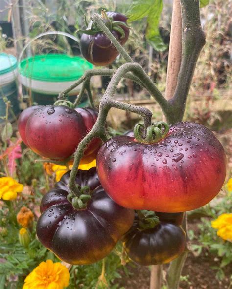 Blue Beauty Tomato Mountain Top Seed Bank