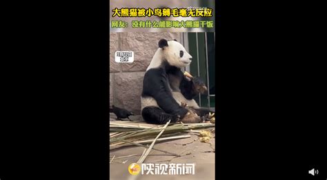 大熊猫被小鸟薅毛毫无反应淡定干饭 网友笑谈：任你薅我不动如山 快科技 科技改变未来