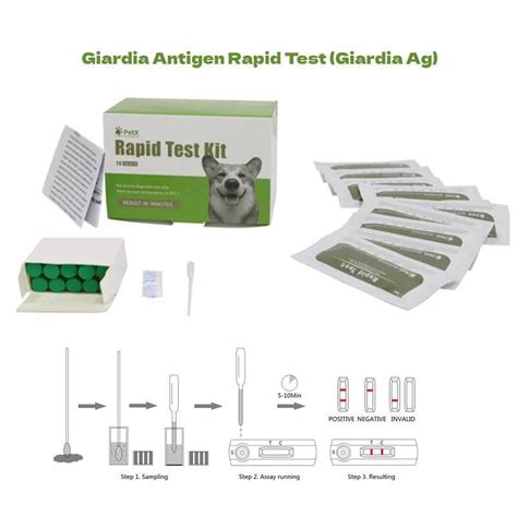 Giardia Antigen Rapid Test Giardia Antigen Test Dog China Diagnostic