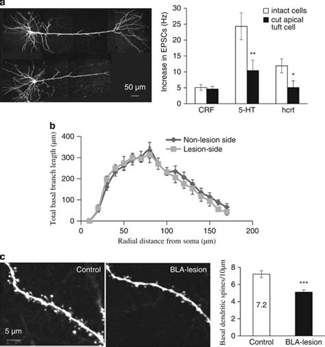 Bla Lesions Did Not Affect The Total Basal Branch Length Of The Layer V