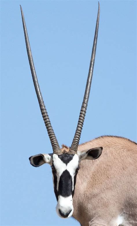 Gemsbok Oryx Head Animals Wildlife Africa