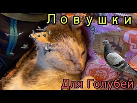 Ловушка для Голубя ( Ловушки #1 ) ЗООЖИЗА - YouTube