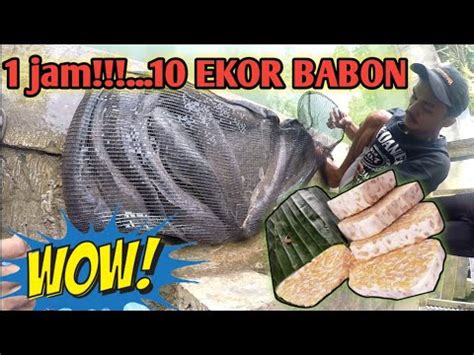 Racikan Tempe Umpan Galatama Lele Spesial Babon Youtube