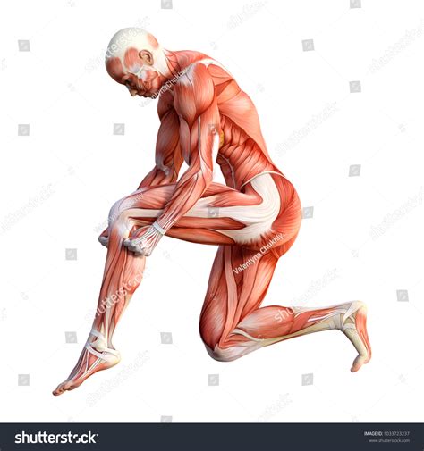 3d Rendering Female Figure Muscle Maps ilustración de stock 1033723237