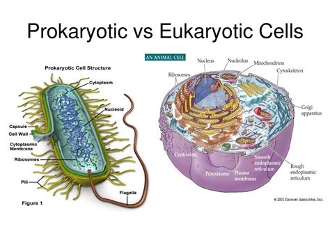 Prokaryotic cells: Single cell organisms No separate, or...