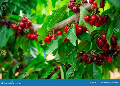 Red Cherries Growing On Cherry Tree Stock Image Image Of Cherry