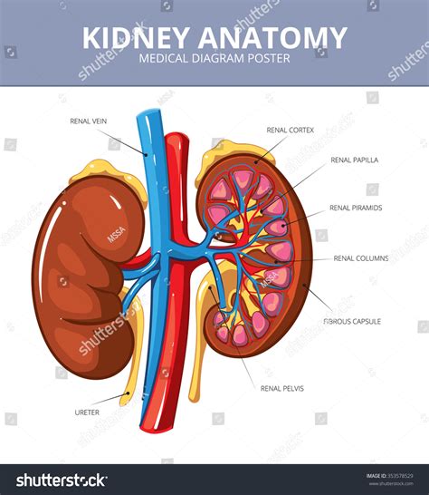 Kidney Medical Vector Diagram Poster Internal Organ Artery And Tract