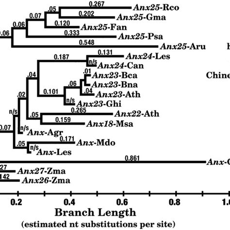 Phylogenetic Relationship Of Plant Annexins Based On Maximum