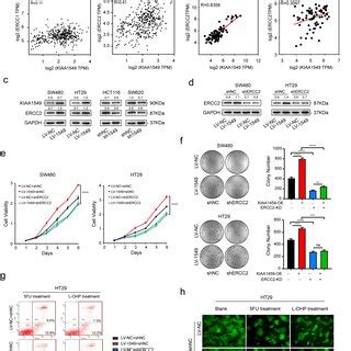 KIAA1549 Promotes Malignant Phenotypes Of CRC Cells A Western Blot