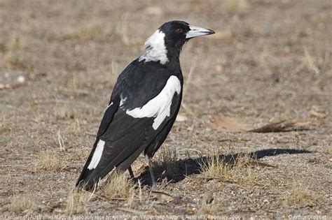 Australian Magpie Gymnorhina Tibicen