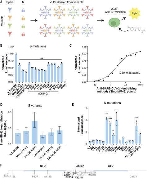 Rapid Assessment Of SARS CoV 2evolved Variants Using Virus Like