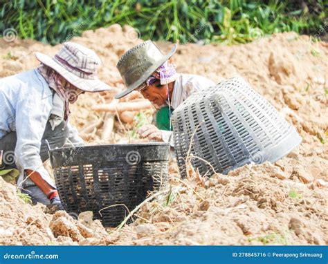 Cassava Farmer Thai Farmers Harvest Cassava In The Countryside Of