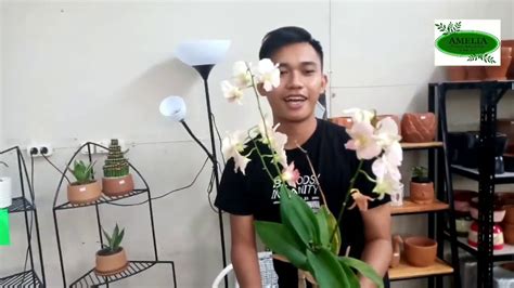 Tanaman Yang Cocok Dipekarangan Rumah YouTube