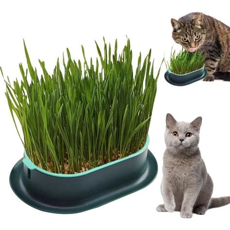 Planteur D Pour Chats D Int Rieur Pot De Germination Hydroponique Bac