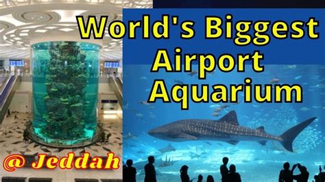 World S Biggest Airport Aquarium Jeddah Saudi Arabia Jeddah New