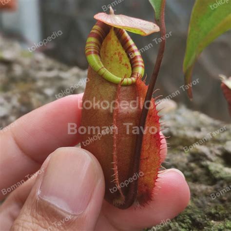 Jual Tanaman Hias Cantik Kantong Semar Nepenthes Viking X Northiana