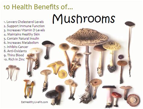 Common Mushroom Types