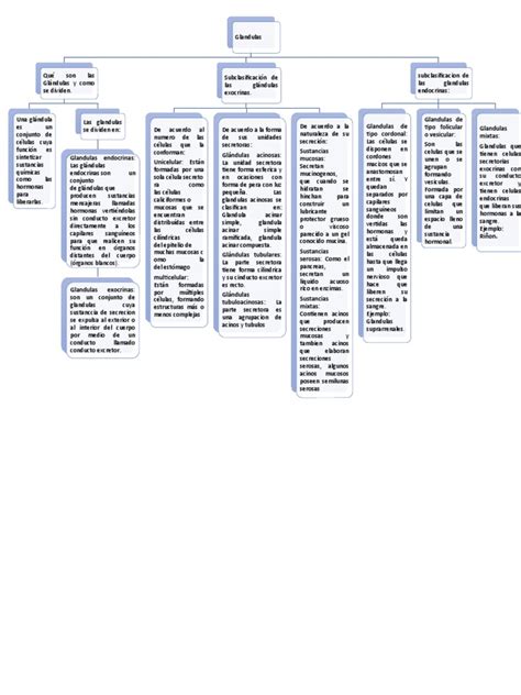 Mapa Conceptual De Glandulas Descargar Gratis Pdf Glándulas