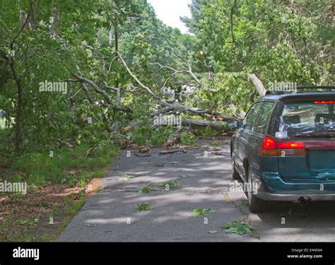 An Oak Tree Struck By Lightning During A Storm Lies Crumpled Across A