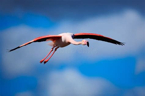 Greater Flamingo Phoenicopterus Ruber Flying Beautiful Pink Big Bird