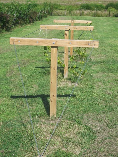 Kieler Bee Homestead: Building Your Own Muscadine Trellis