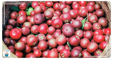 10 Incredible Health Benefits Of Kokum The Indian Superfruit Beat