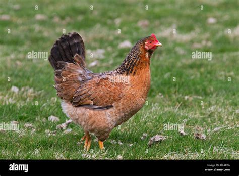 Domestic Chicken Gallus Gallus Domesticus Hen Portrait At Poultry