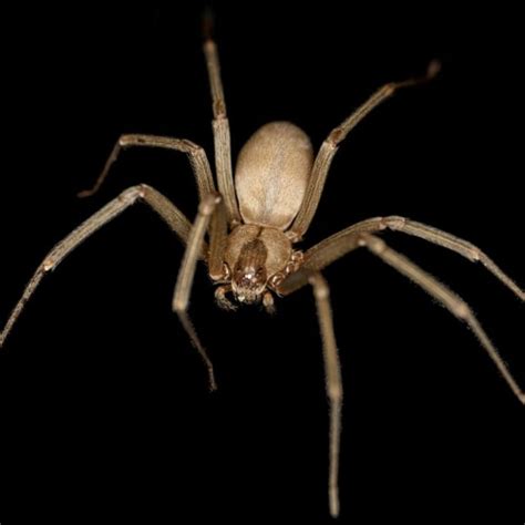 Discover Brown Recluse Spider Lifecycle Diet Facts And More Bugbrief