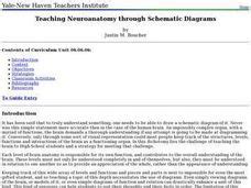 Teaching Neuroanatomy through Schematic Diagrams Lesson Plan for 9th - 12th Grade | Lesson Planet