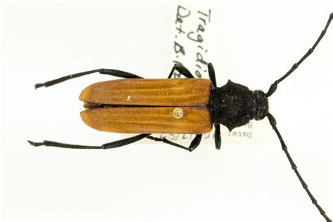 Large Common Beetles — Texas Insect Identification Tools