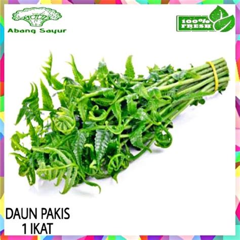 Jual Sayur Sayuran Daun Pakis Paku Segar Ikat Shopee Indonesia