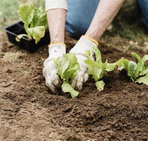 Gardener shares simple tips for propagating succulents the easy way