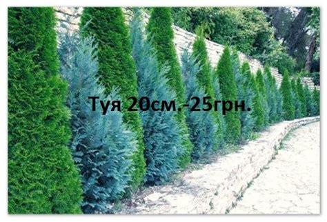 Туя 20см. в горщику. Смарагд, Брабант, Даніка