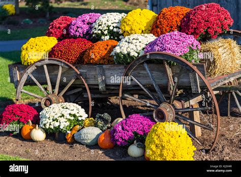 Colorful Fall Mums In An Old Farm Wagon Stock Photo 166043495 Alamy