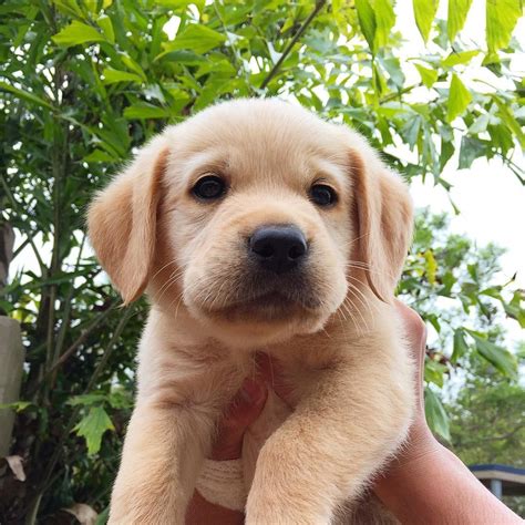 Golden Lab Pup Big Mac” By Big Mac Bigmacthelabrador On Instagram