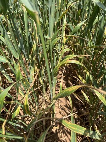 Wheat Disease Update May Oklahoma State University