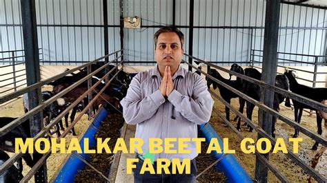 Pure Beetal Goat Farm Mohalkar Goat Farm Junction Indapur Quality