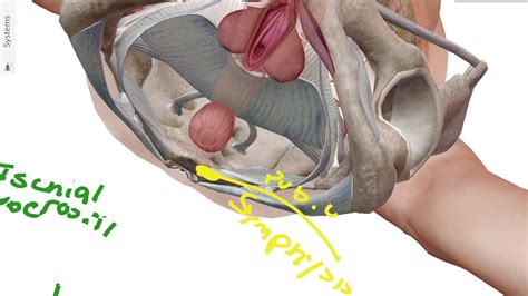 Female Reproductive System 3 Boundaries Of Urogenital Triangle And