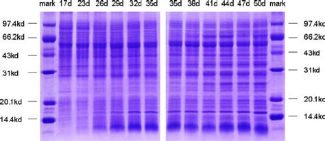 SDS PAGE Of Soluble Proteins In Maize Embryos During Seed Development