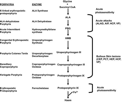 Update Review Of The Acute Porphyrias Stein 2017 British Journal Of Haematology Wiley