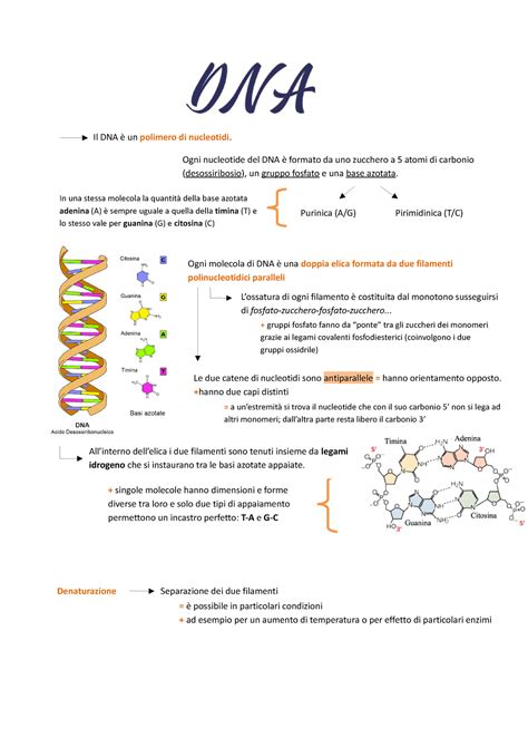 Il DNA Appunti schematici sul DNA Il DNA è un polimero di